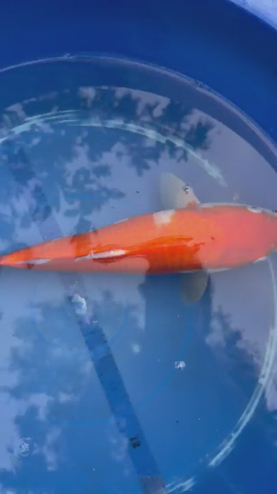 Japanese Dainichi Kohaku 12"