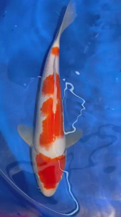 10.5 " Kohaku Japanese Imported (Hand Picked) T2