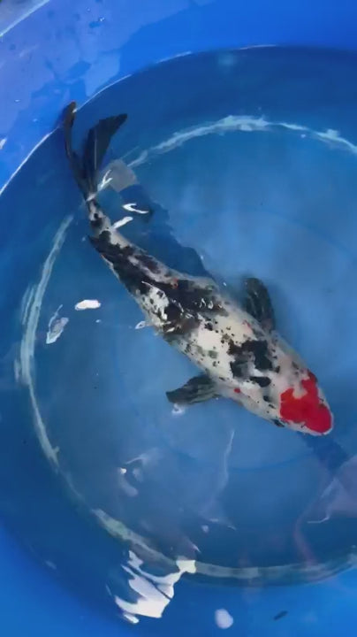 Showa Koi 12"