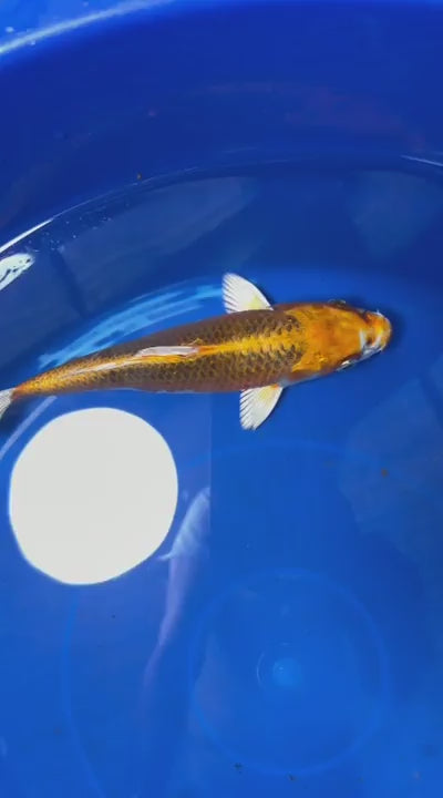 Japanese Imported Kujaku 8" Koi