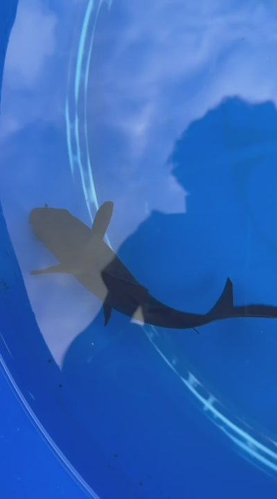 6 " Inch Black Karasu Koi