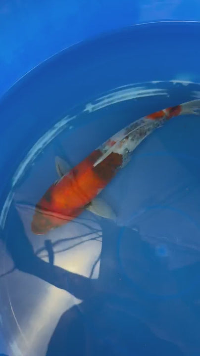 Japanese Koi Showa 10" TK(B)