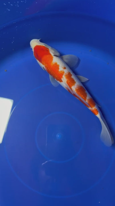 9" Ginrin Kohaku Japanese Imported (Hand Picked)