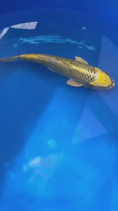 Ki Matsuba 8" Koi D