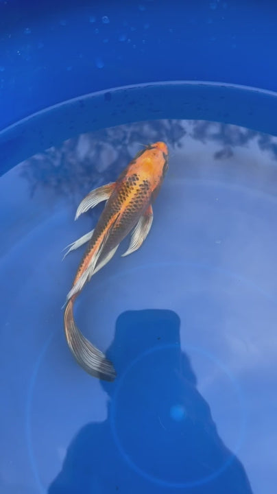 Kujaku Butterfly Koi 8"