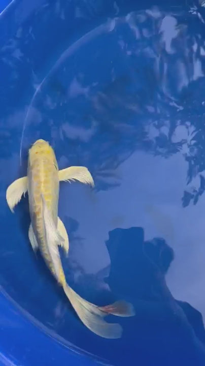 Doitsu Lemon Hariwake Butterfly Koi 12"