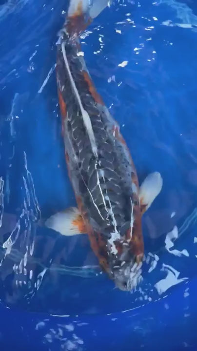 Japanese Imported Shusui 18" Koi