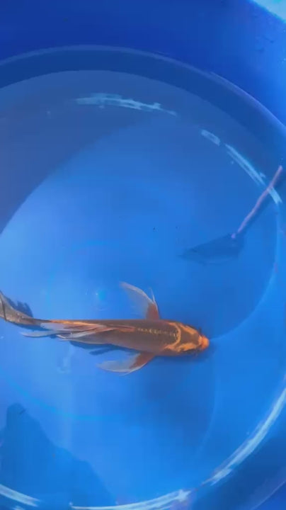 Kin Matsuba Butterfly Koi 8.5 Inch