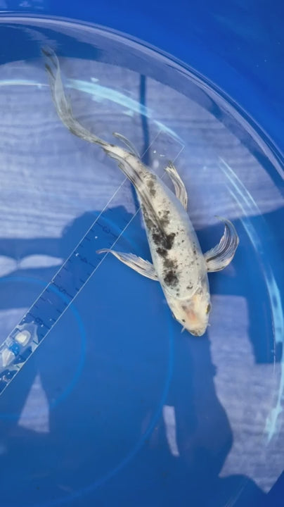 Shiro Butterfly 8" Koi