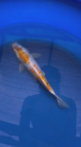 Doitsu Hariwake 8" inch Koi