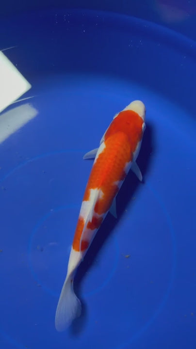 9" Kohaku Japanese Imported HQ(High Quality)