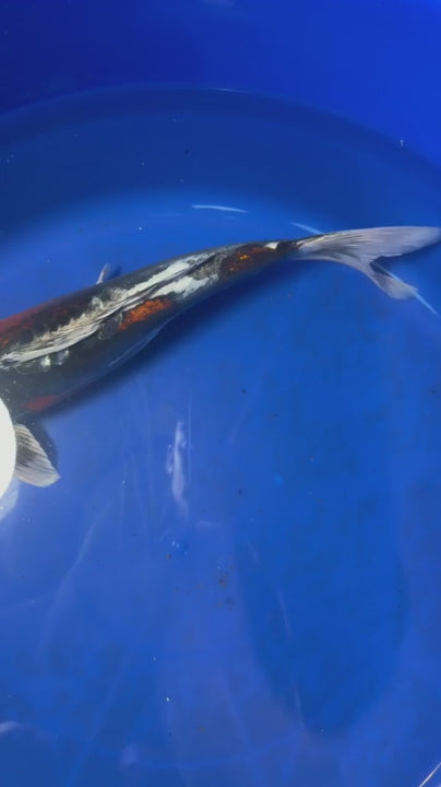 15"  Beni Kikokuryu Japanese Import Koi