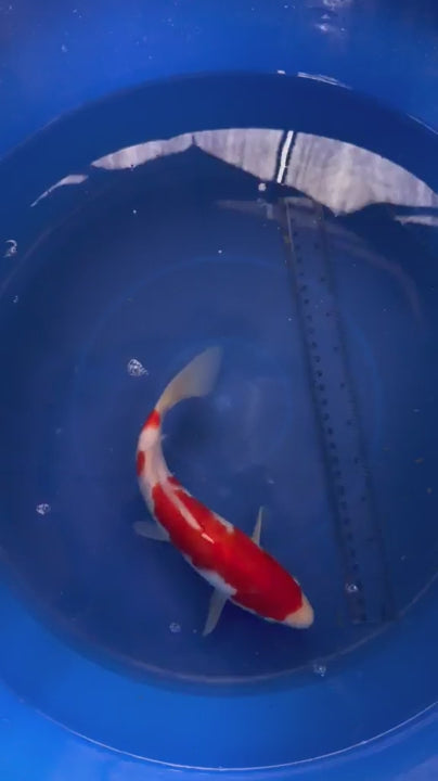 9"  Kohaku Japanese Import Koi (Hand Picked) T3