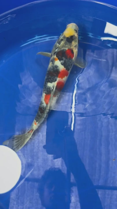 12" Dinichi Showa Japanese Import Koi