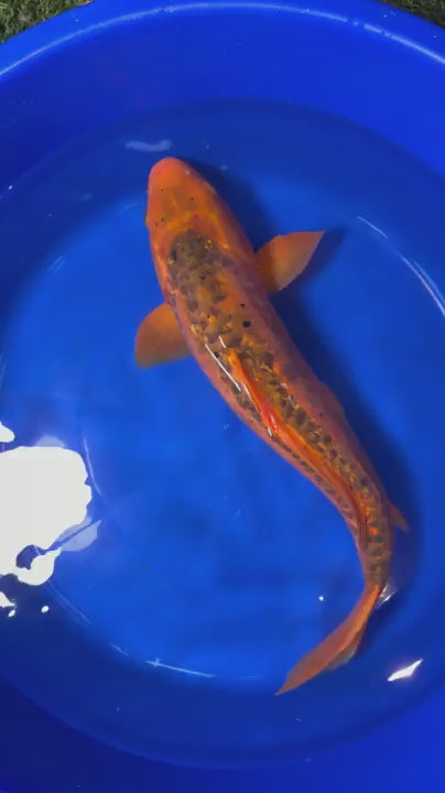 Japanese Mizuho Ogon Koi 22"