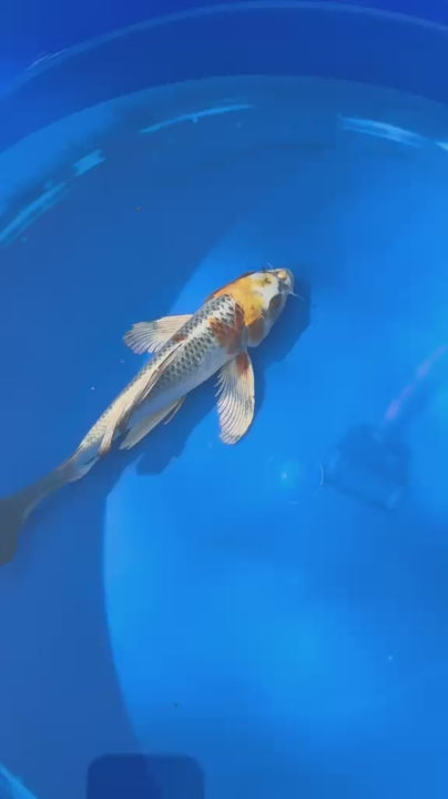 Kujaku Butterfly Koi 8"