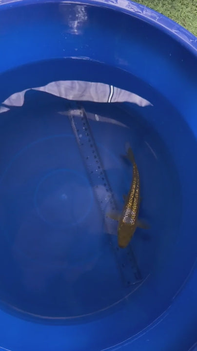 6"  Ginrin Ochiba Japanese Import Koi (Hand Picked) T3