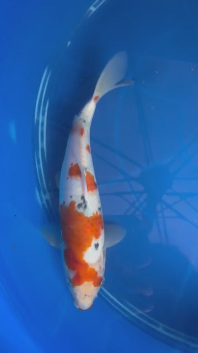 9.5" Sanke Japanese Import Koi