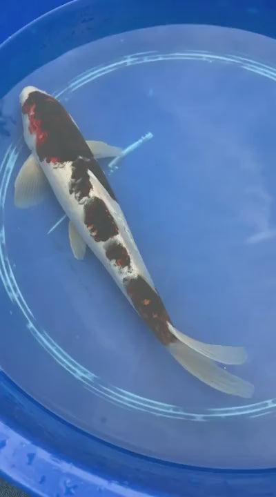 16 Inch Budo goromo Japanese Import Koi