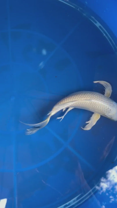 Platinum Butterfly Koi 9"