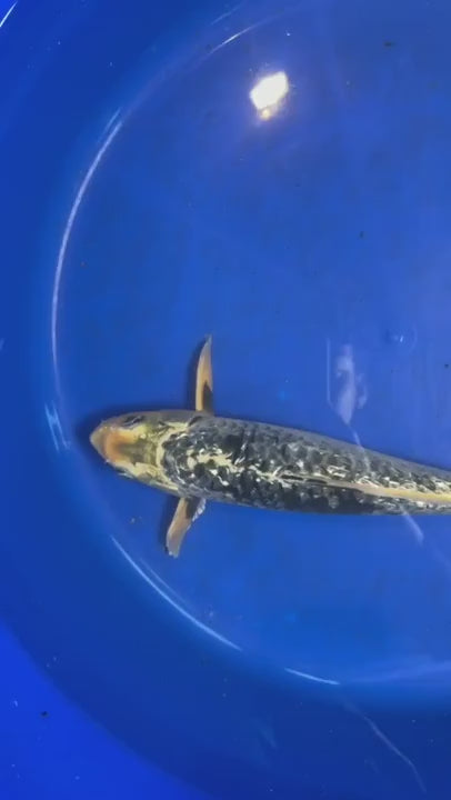 Gin Rin Matsukawabake 12 inch Koi