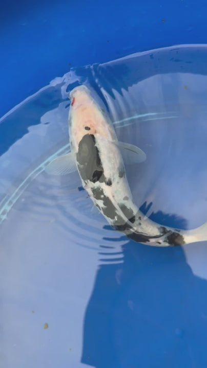 Sanke KOI 9"