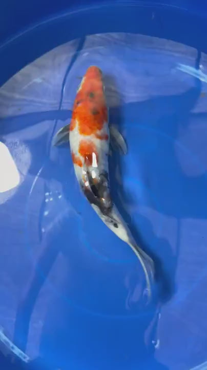 Japanese Showa 9" Koi