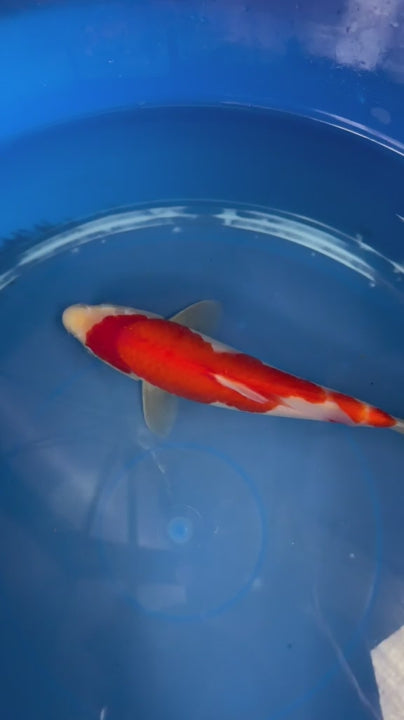 8" Kohaku Japanese Imported (Hand Picked) T2