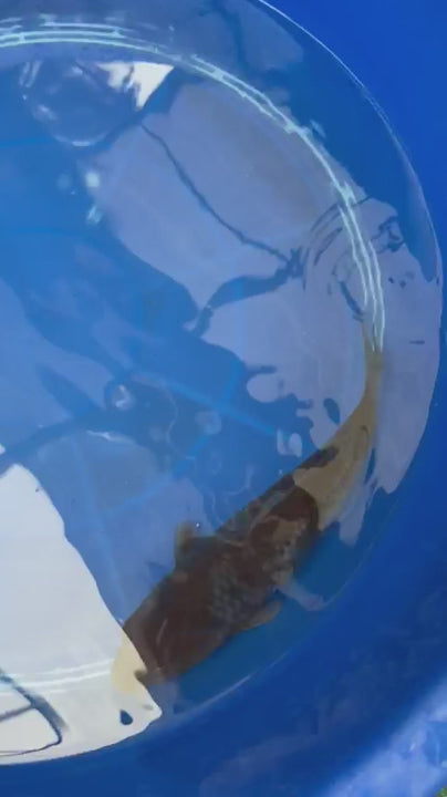 Japanese Ochiba Shigure Koi 9"