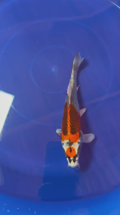 8"  Tancho Kujaku Japanese Import Koi (Hand Picked) T2