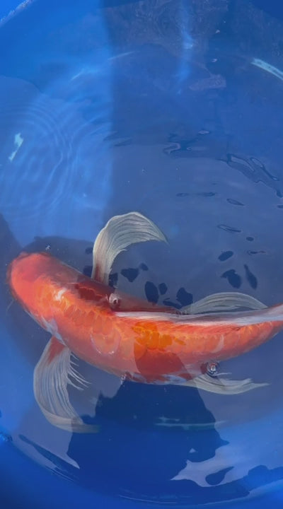 Hariwake Ogon Butterfly Koi 17"