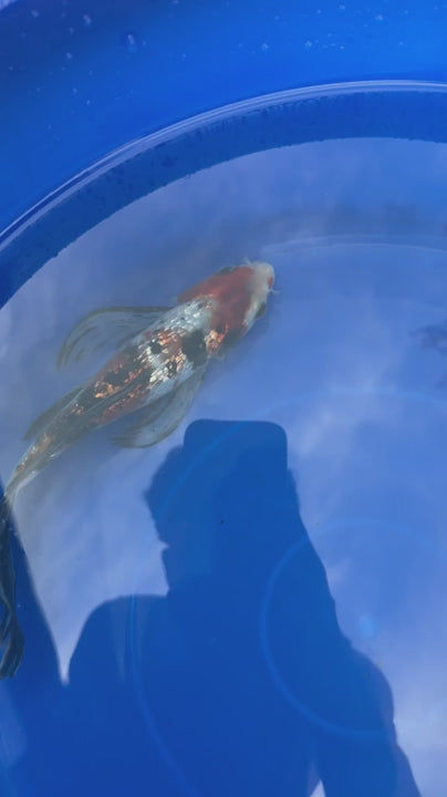 Ginrin Showa  Butterfly 9" Koi