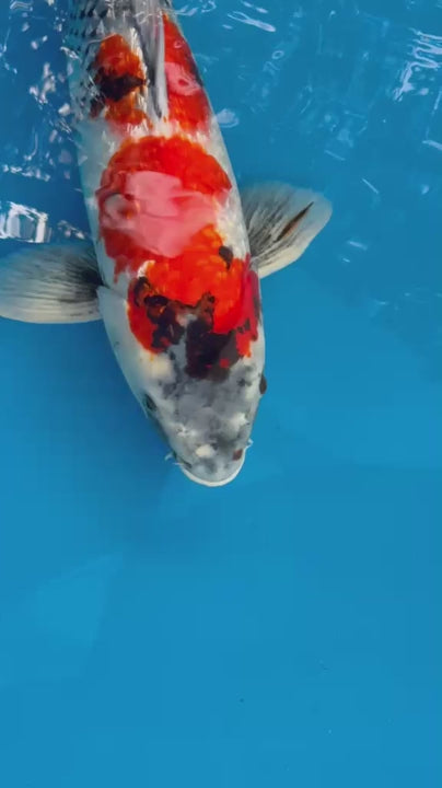 21" Ginrin Showa Japanese Imported