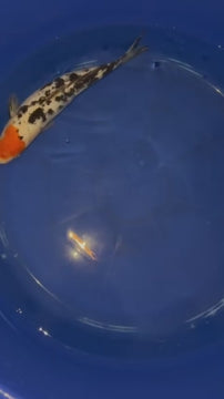 Japanese Koi Tancho Sanke 14 inch
