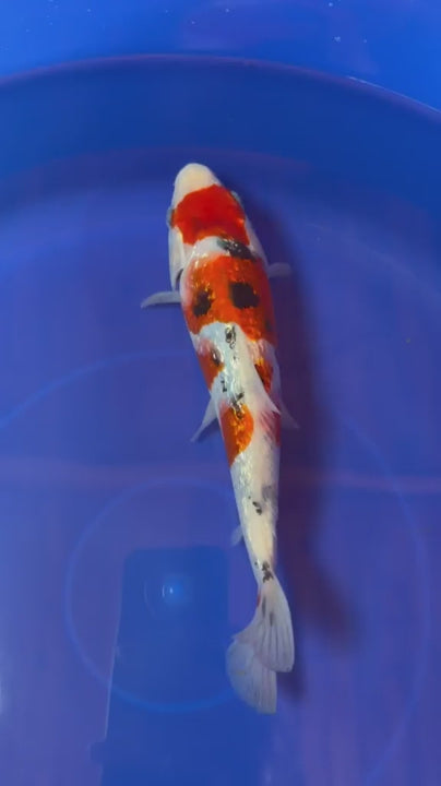 9" Ginrin Sanke Japanese Imported (Hand Picked)
