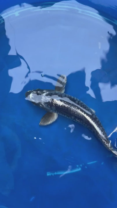 Kikokuruyu Koi 10"