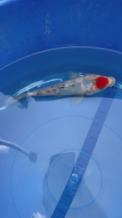 6"  Tancho Sanke Japanese Import Koi