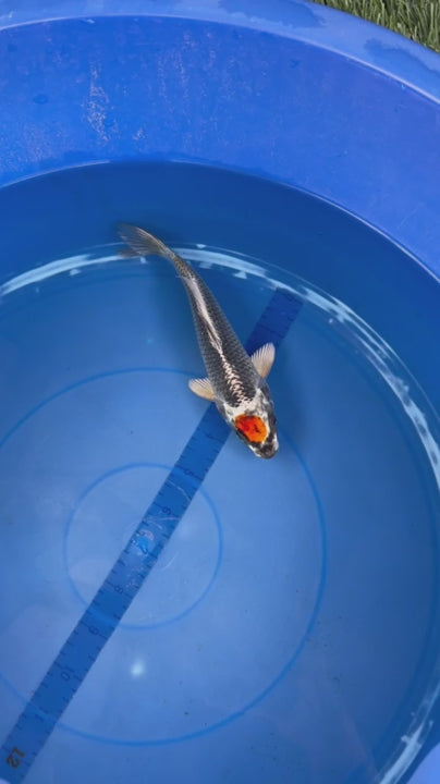 6"  Tancho Kujaku Japanese Import Koi (Hand Picked) T2