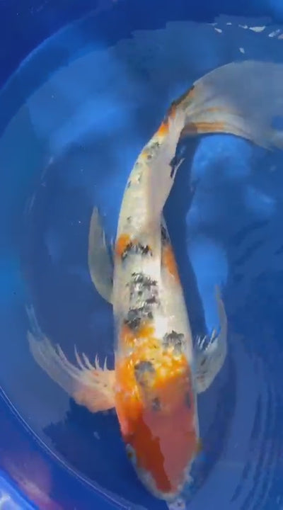 Showa Butterfly Koi 18  Inch