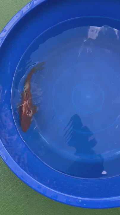 Ginrin Ochiba Koi 8"