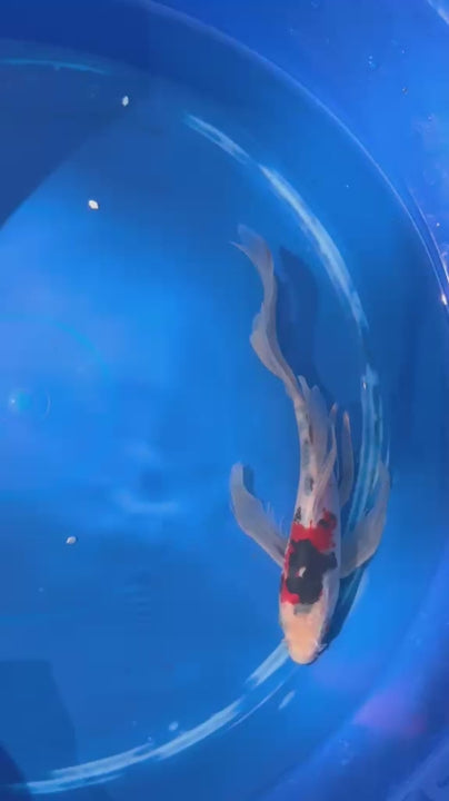 Showa Butterfly Koi 9 Inch