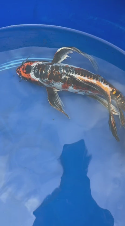 Doiotsu Ogon Matsuba Butterfly Koi 14 Inch
