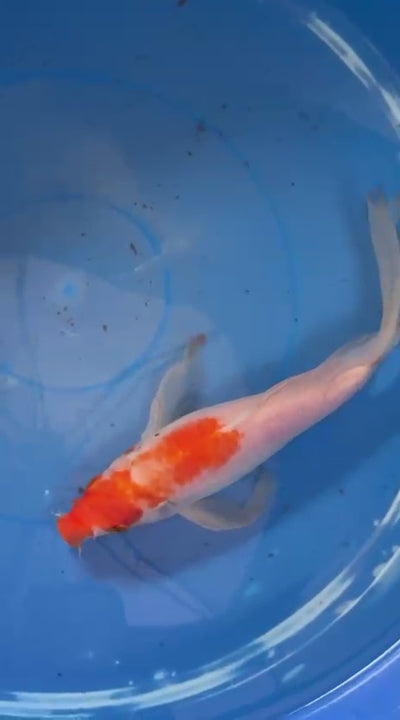 Kohaku Butterfly Koi 10"
