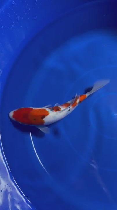 8" Sanke Japanese Imported HQ(High Quality)