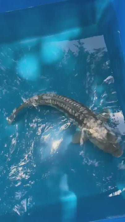 19" Ginrin Doitsu Aragoke Ochiba Japanese Imported Koi