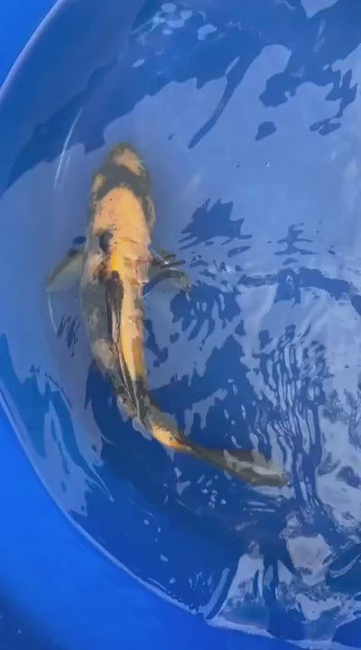 Japanese Import 11" Ki Utsuri Koi