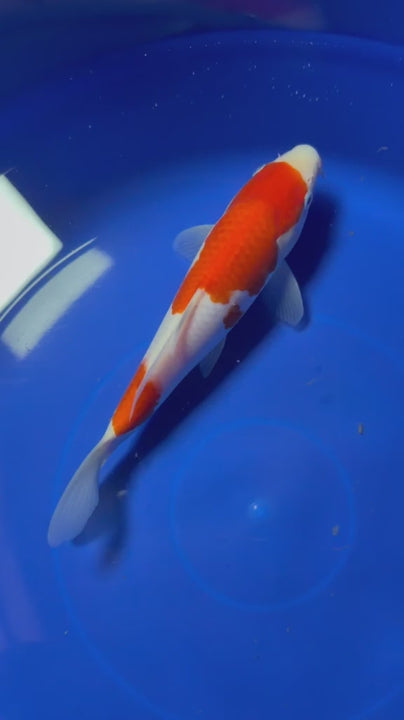 8" Kohaku Japanese Imported HQ(High Quality)