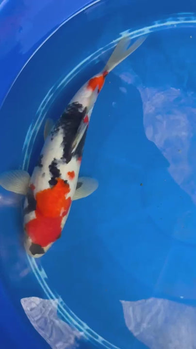 11" Showa Japanese Import Koi