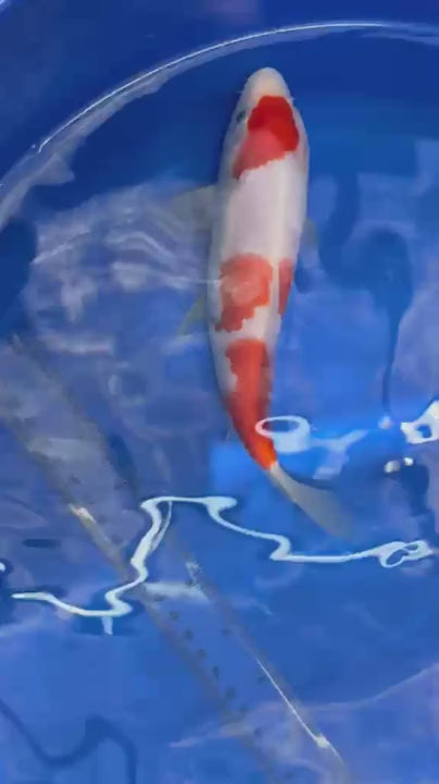 8" Kohaku Japanese Imported HQ(High Quality) T2
