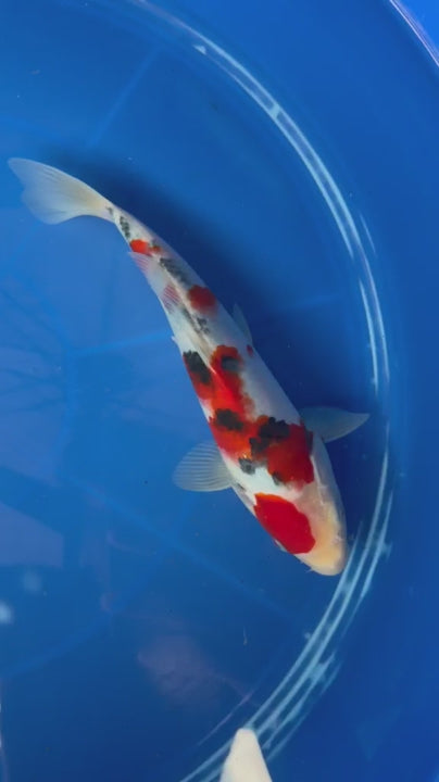 6"  Tancho Sanke Japanese Import Koi (Hand Picked)